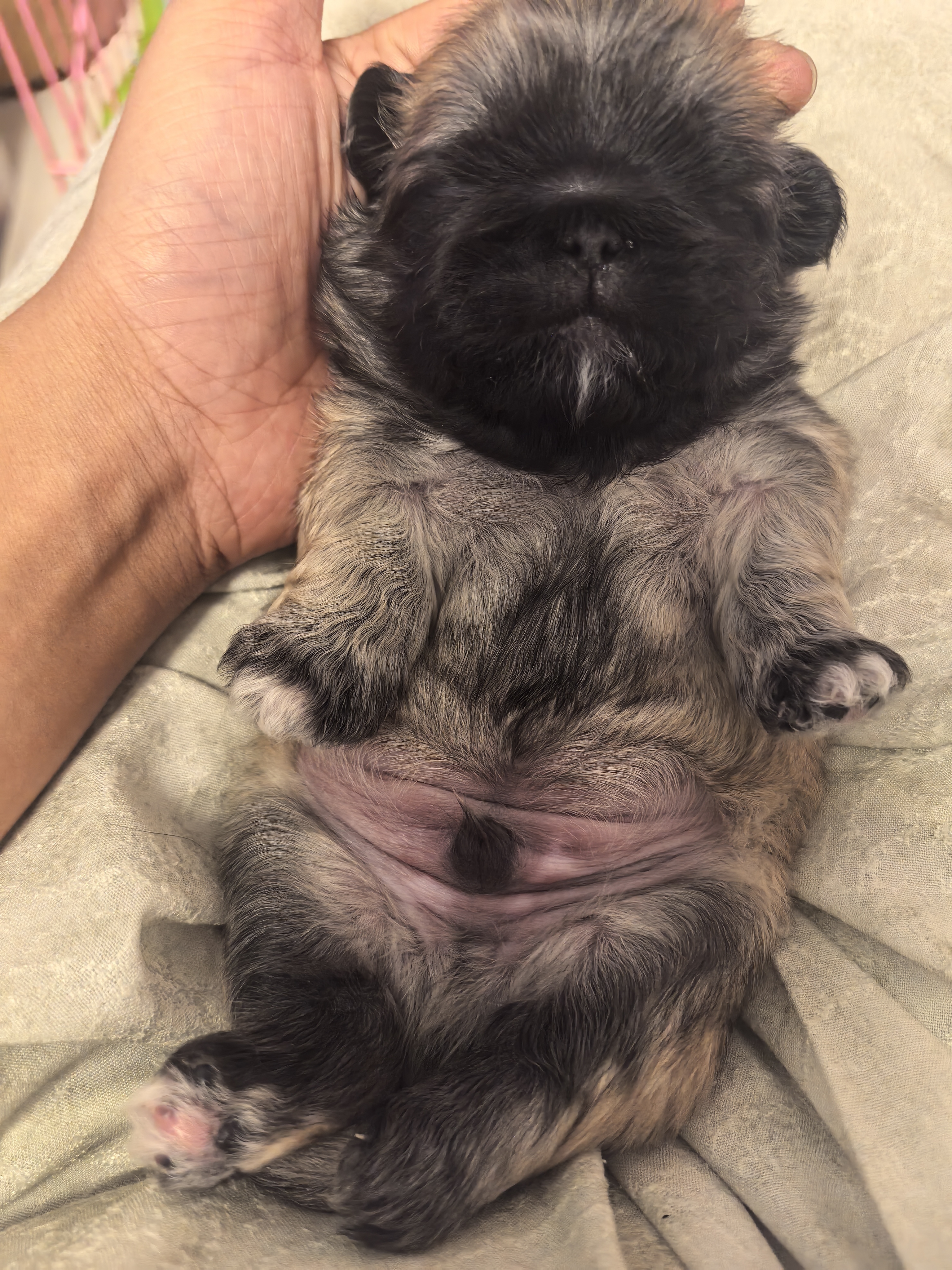 纯种北京犬不是京巴